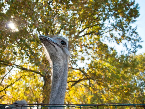 Afrikaanse struisvogel (struthio camelus)) — Stockfoto