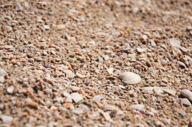 Deniz kabukları arka plan