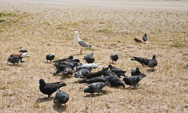 Aves da gaivota e pomba — Fotografia de Stock