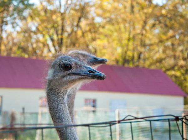 Los avestruces africanos (Struthio camelus ) — Foto de Stock