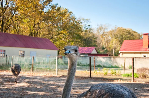 Afrikanische Strauße (struthio camelus)) — Stockfoto