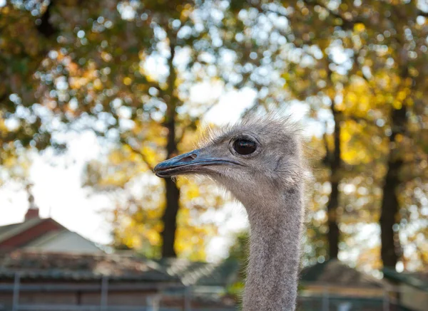 African Ostrich (Struthio camelus) — Stock Photo, Image