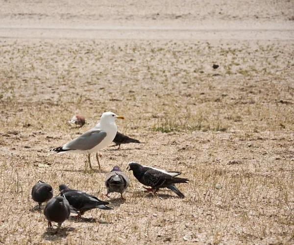 Möwen und Taubenvögel am Strand — Stockfoto