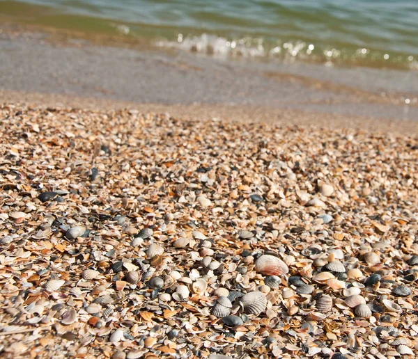 Sea shells on the beach — Stock Photo, Image