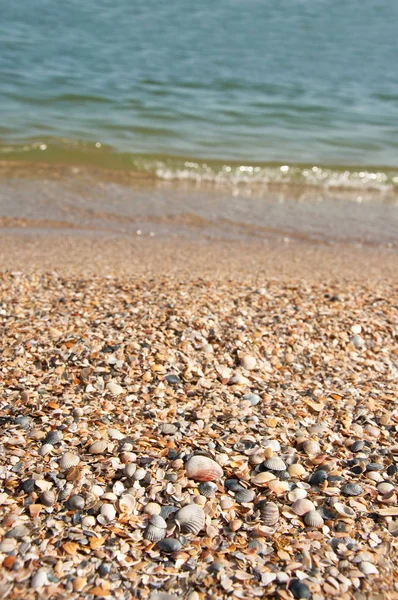 Sea-shells on the beach — Stock Photo, Image