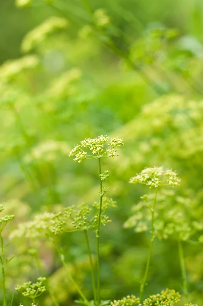 Vackra gröna naturliga suddig bakgrund — Stockfoto