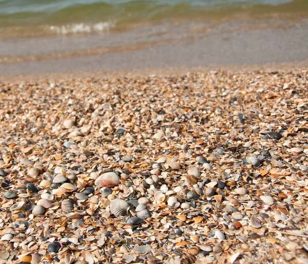 Sea-shells on the beach — Stock Photo, Image