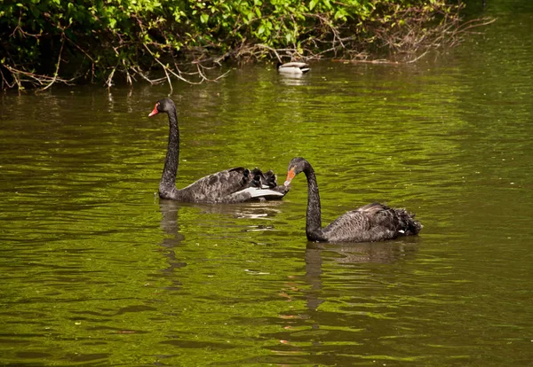 Two Black Swans — Stock Photo, Image