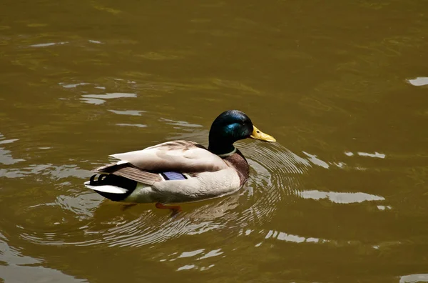 A duck swimming in the lake — Stock Photo, Image