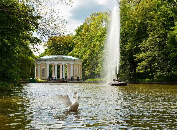 Beautiful swan on the lake in Sofiyivsky Park in Uman, Ukraine