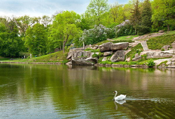 Beautiful swan on the lake in Sofiyivsky Park in Uman, Ukraine