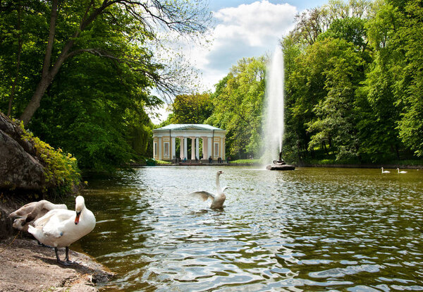 Beautiful swans on the lake in Sofiyivsky Park in Uman, Ukraine