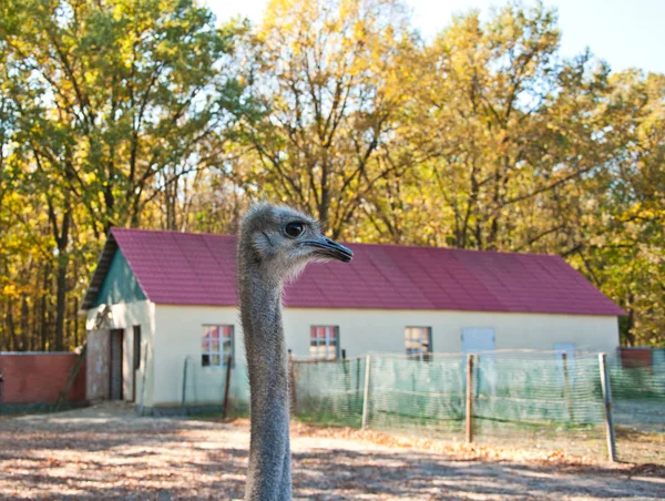 Een Afrikaanse struisvogel — Stockfoto