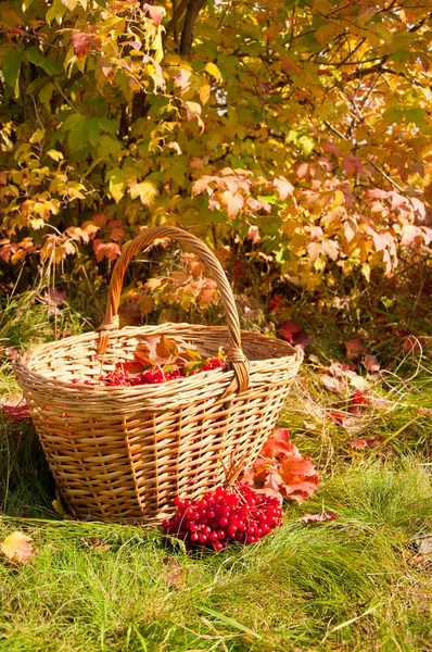 De prachtige herfst. Herfst oogst in mand — Stockfoto