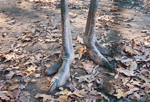 As patas de Avestruzes Africanas — Fotografia de Stock