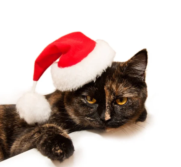 Beau chat de Noël. Chat portant un chapeau de Père Noël — Photo