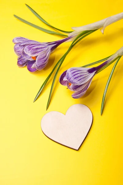 Dřevěné srdce a krokus květiny na žlutém pozadí — Stock fotografie