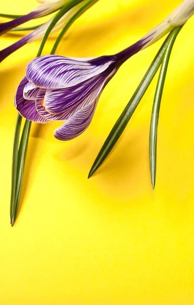 Spring crocus flowers background — Stock Photo, Image