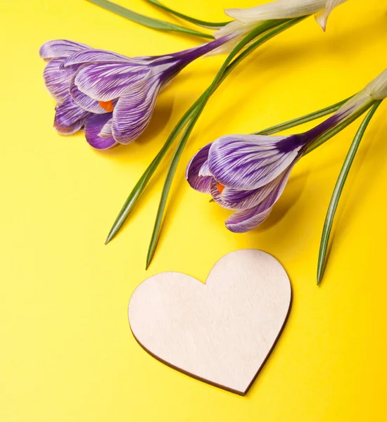 Wooden heart and crocus flowers — Stock Photo, Image