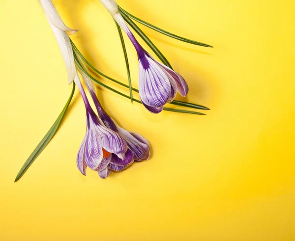 Frühling Blumen Hintergrund — Stockfoto