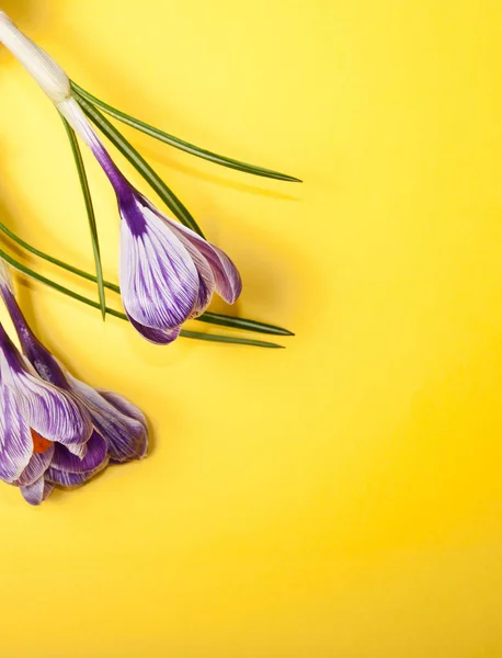 Frühlingsblumen-Karte — Stockfoto