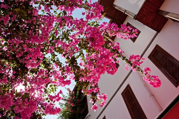 Antalya 'nın Kaleici kentinin caddesinde güzel pembe çiçekler. — Stok fotoğraf