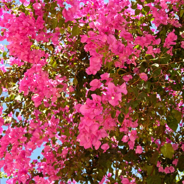 Beautiful pink flowers Bougainvillea — Stock Photo, Image