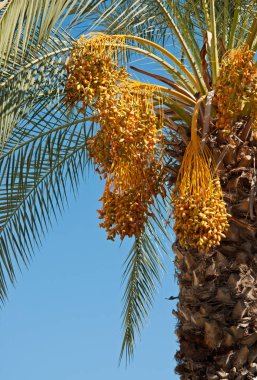 Birçok egzotik meyve ile Hurma