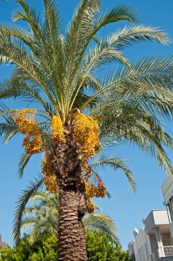 Egzotik meyveli hurma ağacı.