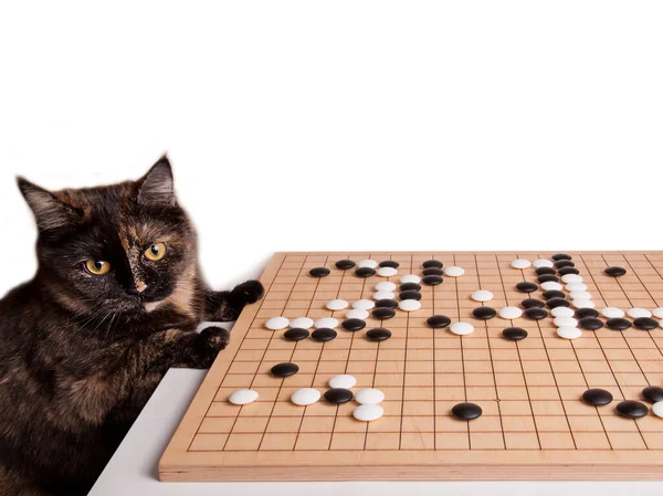 Katt Spela Brädspel Weiqi Wei Chi Katt Nära Skrivbord För — Stockfoto