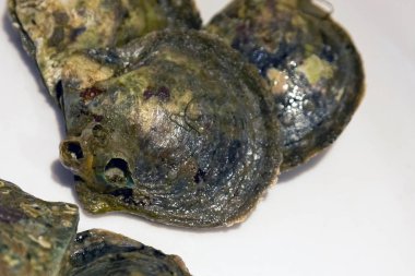 Deniz kabuğunda inci. Phu Quoc Adası, Vietnam.