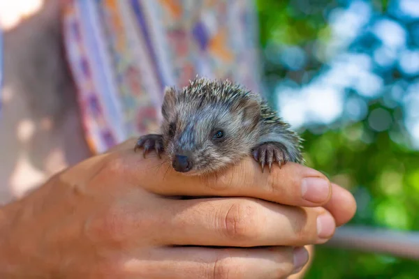 Baby hedgehog in hands on the forest background.