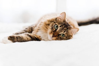şirin Gri kedi