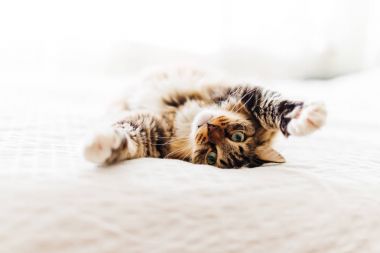 şirin Gri kedi