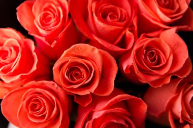 su damlaları ile gül