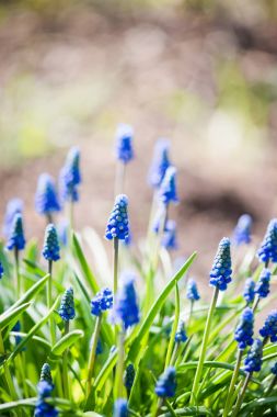 Muscari çiçekler bahar bahçe