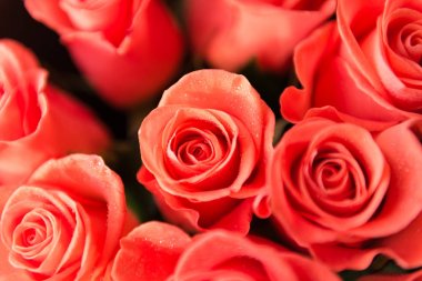 su damlaları ile gül