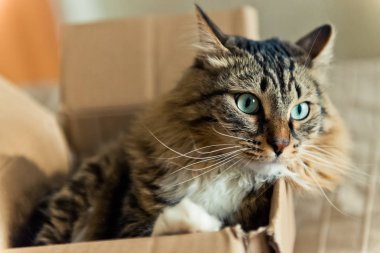 kutu içinde oturan kedi 