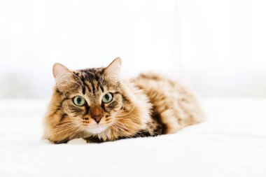 şirin Gri kedi