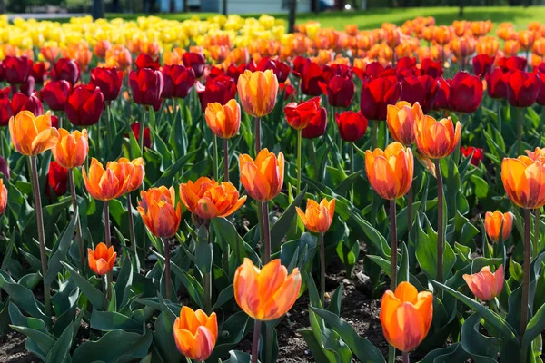 Beautiful tulips field — Stock Photo, Image