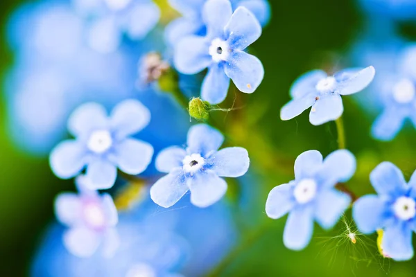 Kwiaty niebieskie Niezapominajka — Zdjęcie stockowe