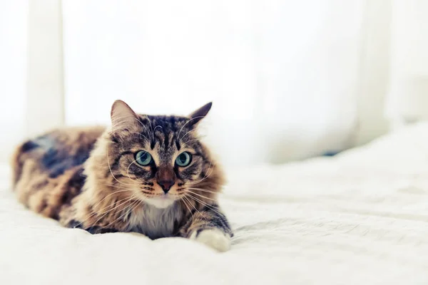 Şirin Gri kedi — Stok fotoğraf
