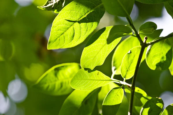 Grüne Blätter am Zweig — Stockfoto