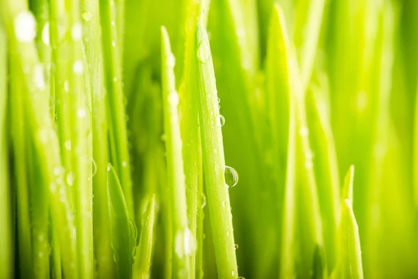 Wet grass after rain — Stock Photo, Image