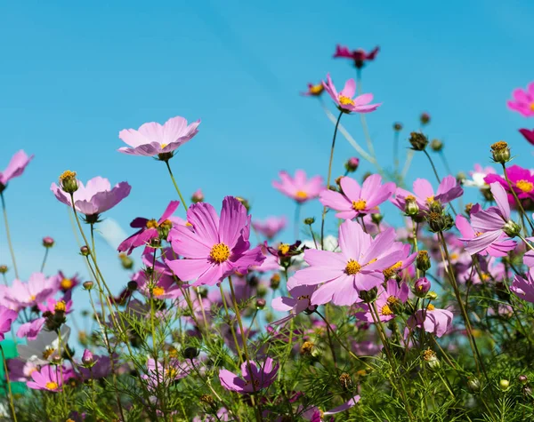 Cosmos flores no jardim — Fotografia de Stock