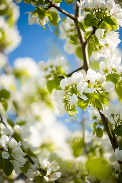 Bloeiende tak van appelboom — Stockfoto