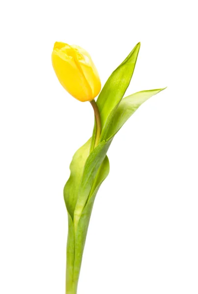 Yellow tulip with leaves — Stock Photo, Image