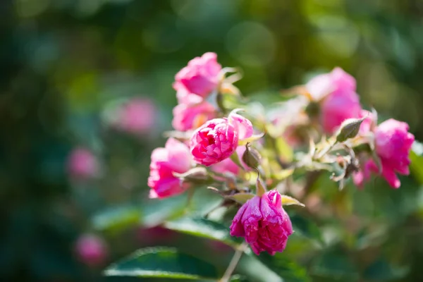 Wilde rozen op tak — Stockfoto