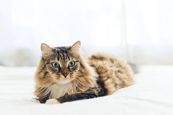 Lindo gato gris — Foto de Stock