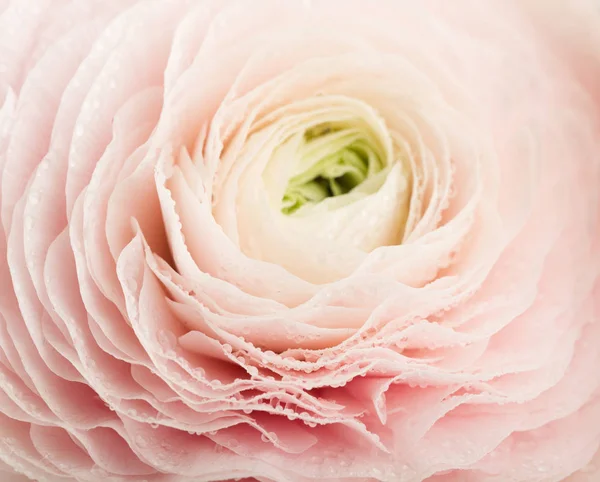 Roze ranunculus bloem — Stockfoto